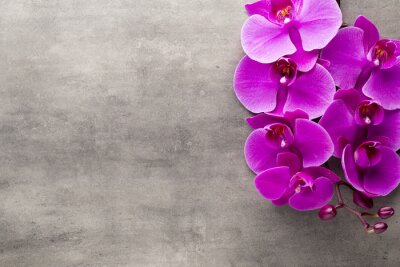 Orchidee auf Betonhintergrund