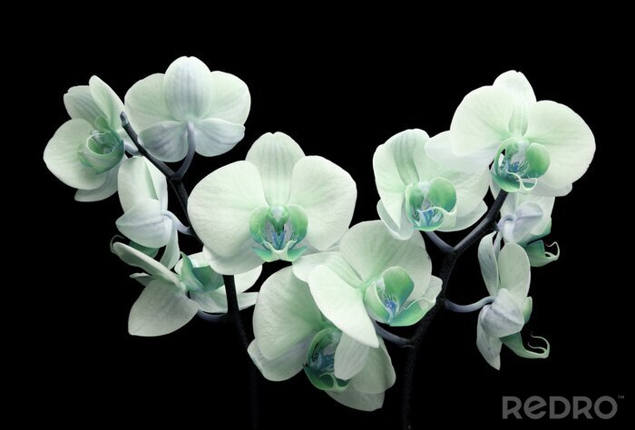 Bild Orchidee auf dunklem Hintergrund