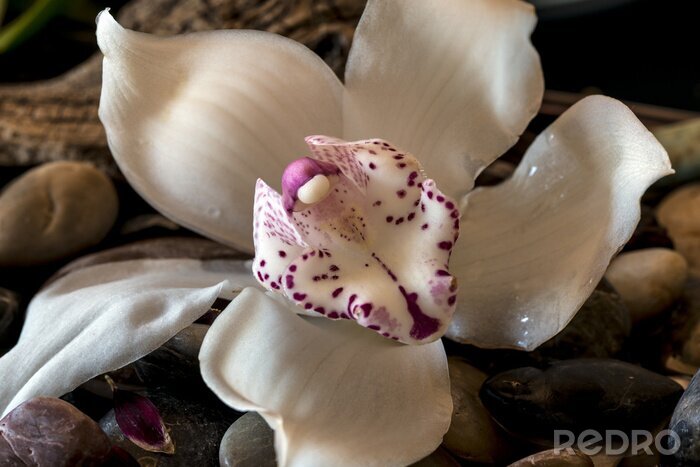 Bild Orchidee auf Makrofotografie