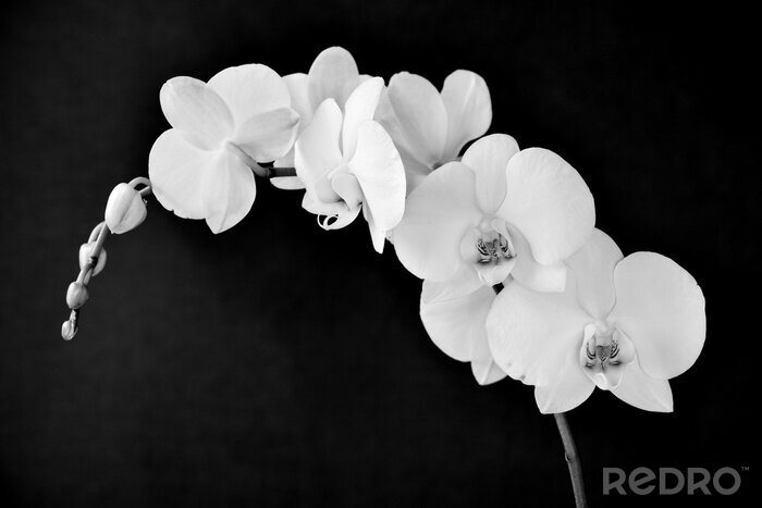 Bild Orchidee auf schwarzem Hintergrund
