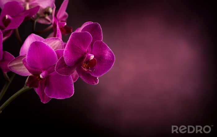 Bild Orchidee in dunklen Farben