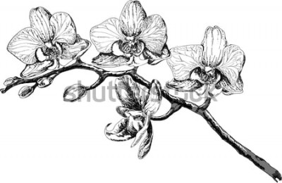 Bild Orchidee in monochromatischen Farben