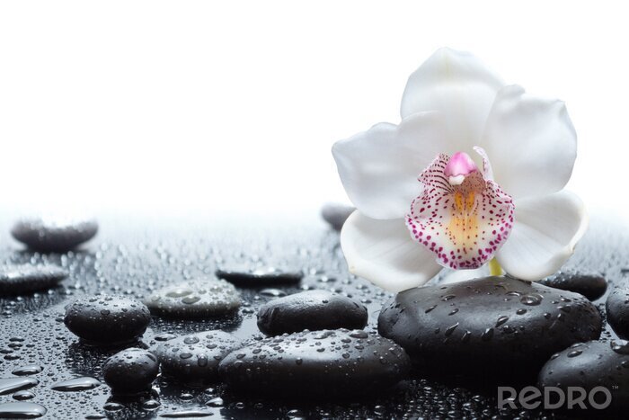 Bild Orchidee und nasse Steine