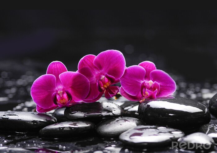 Bild Orchidee und Steine