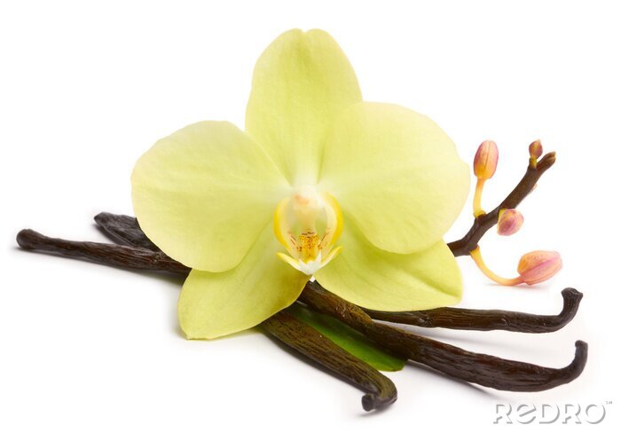 Bild Orchidee und Vanillestangen
