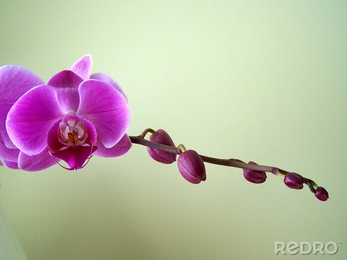 Bild Orchidee vor dem Hintergrund des Grüns