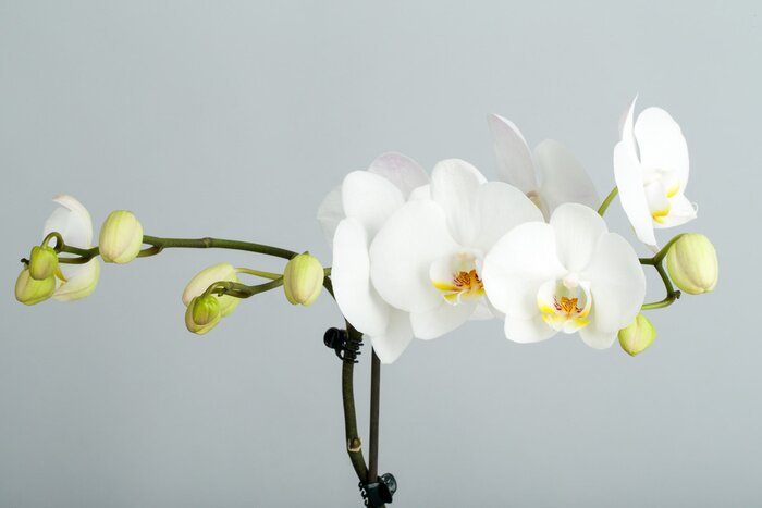Bild Orchidee Weiße  auf grauem Hintergrund