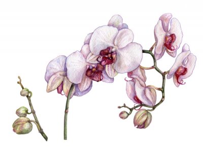Bild Orchidee Weiße mit Aquarellfarbe gemalt