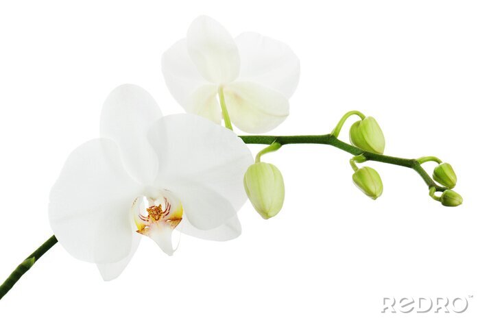 Bild Orchidee Weiße und heller Hintergrund