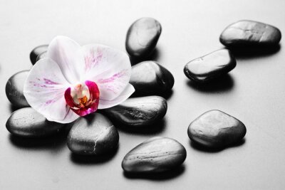 Bild Orchideenblüte und Zen-Steine