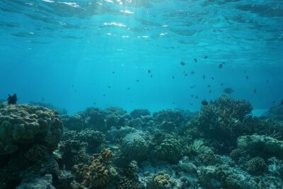 Ozeanboden mit Korallenriff