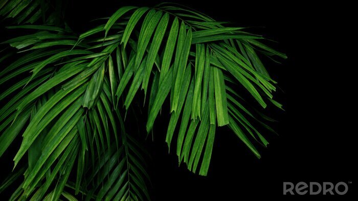 Bild Palmblatt auf schwarzem Hintergrund