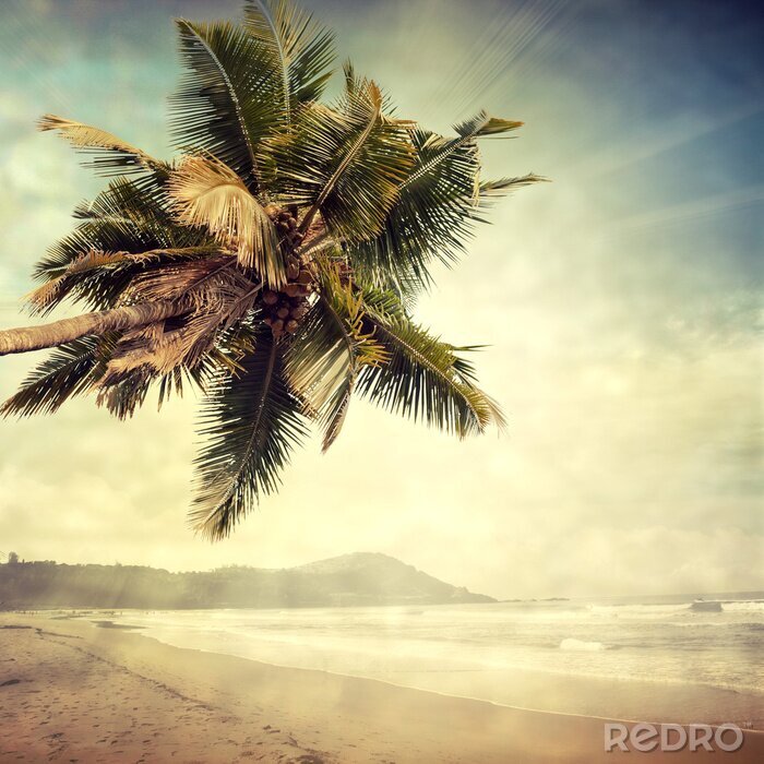 Bild Palme auf einer unbewohnten Insel
