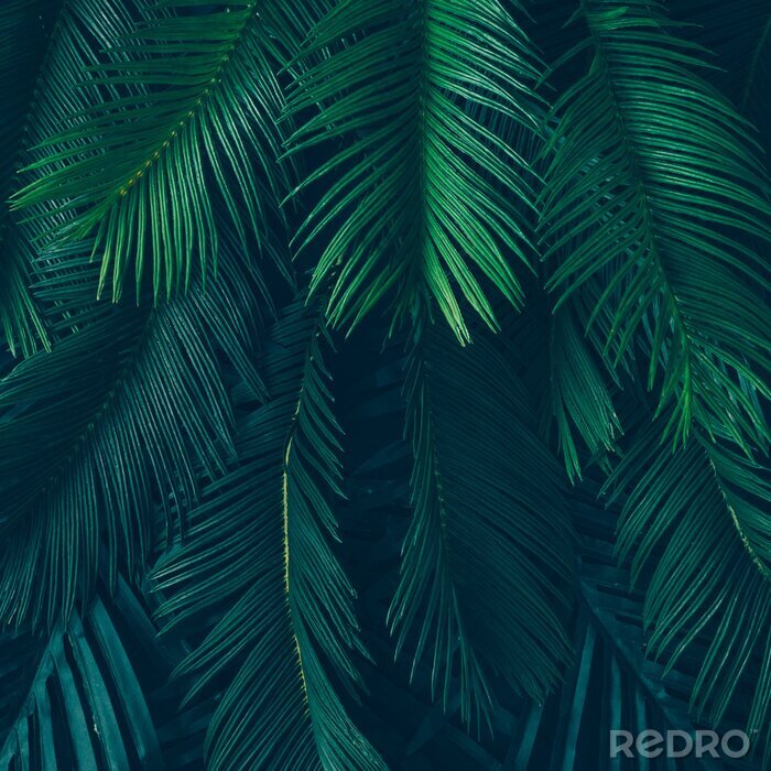 Bild Palme und dunkelgrüne Blätter