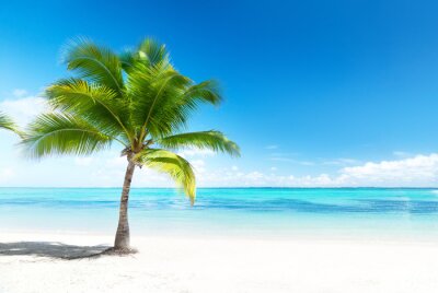 Fototapete Palme und Ozean