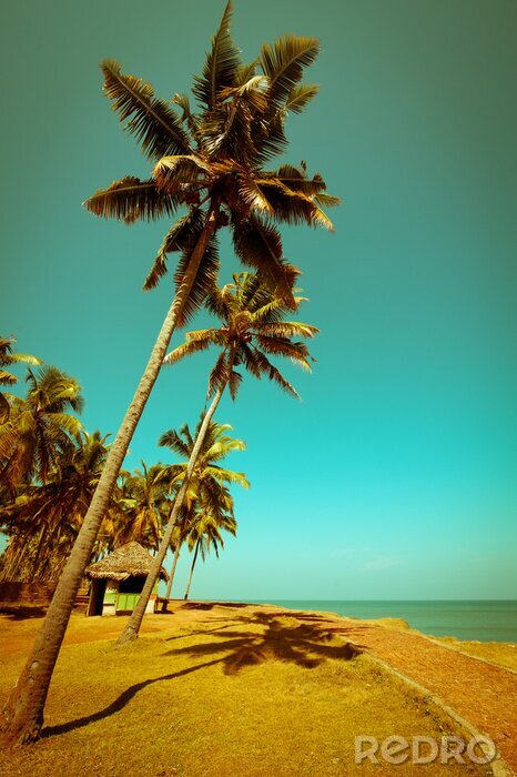 Bild Palmen am grünen Himmel