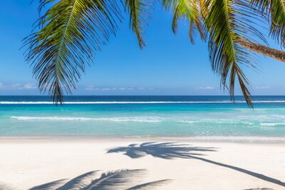 Bild Palmen an einem paradiesischen Strand