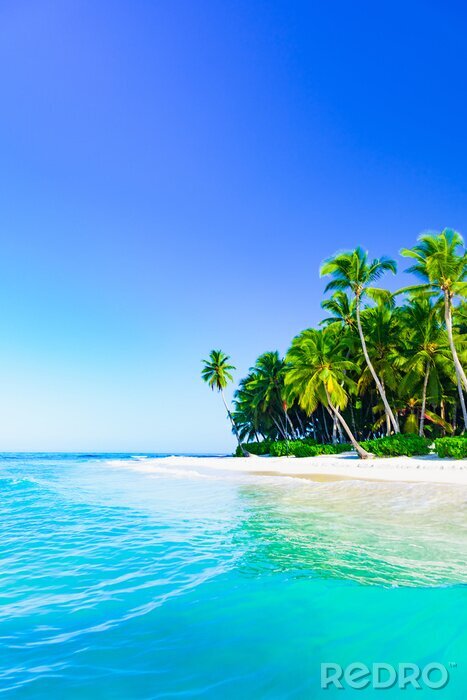 Bild Palmen auf Insel