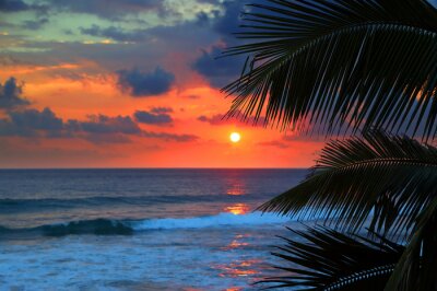 Palmen Sonnenuntergang