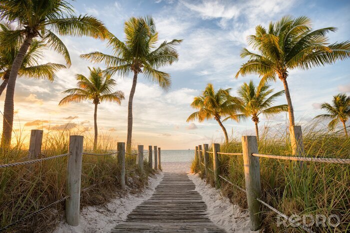 Bild Palmen und Eingang zum Strand
