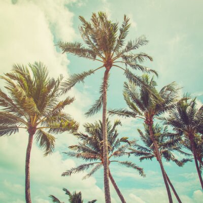 Palmen vor dem Hintergrund des Himmels Vintage