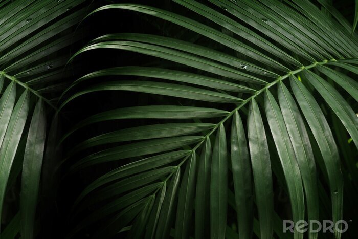 Bild Palmenblätter auf dem Makrofoto