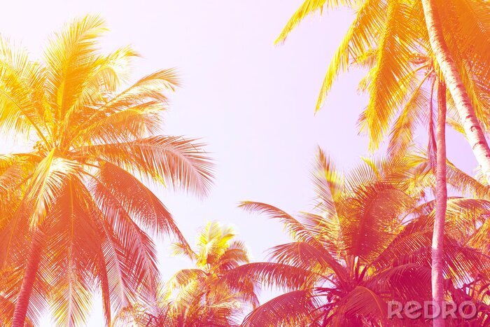 Bild Palmenblätter in einem farbenfrohen Farbton