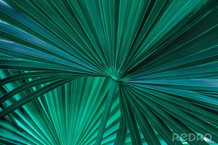 Bild Palmenblatt in Grün
