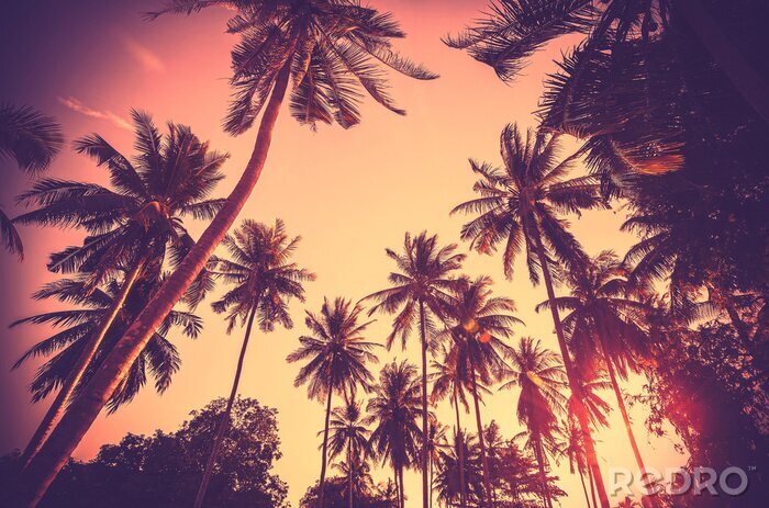 Bild Palmensilhouetten vor dem Hintergrund des Himmels