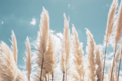 Fototapete Pampa grass with light blue sky and clouds