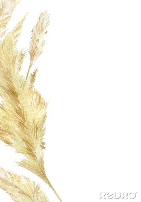 Bild Pampasgras in Honigtönen