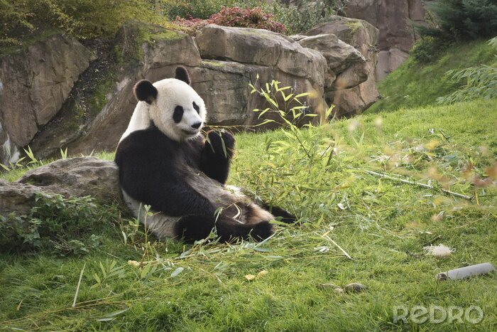 Bild Panda auf dem Gras