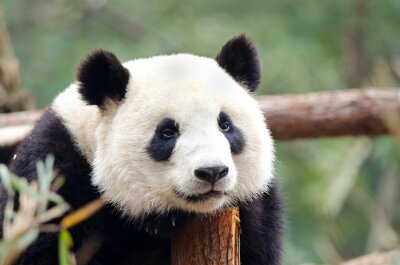 Bild Panda auf Holz