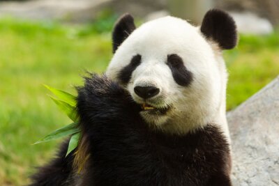 Bild Panda frisst Bambusblätter