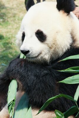 Panda frisst grüne blätter