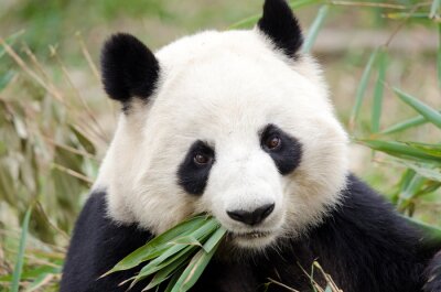 Panda mit blättern
