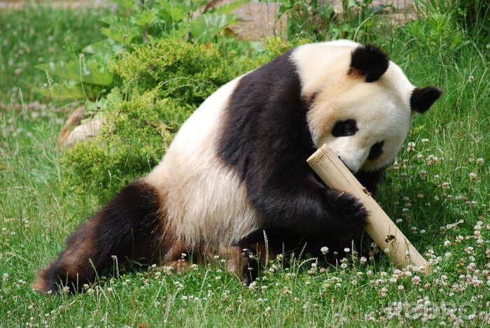 Bild Panda spielt mit Holz