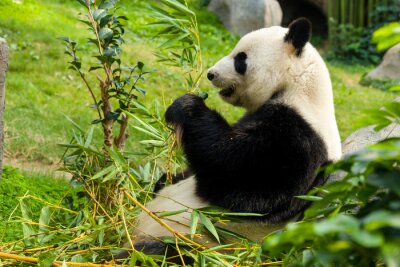 Panda und grünpflanzen