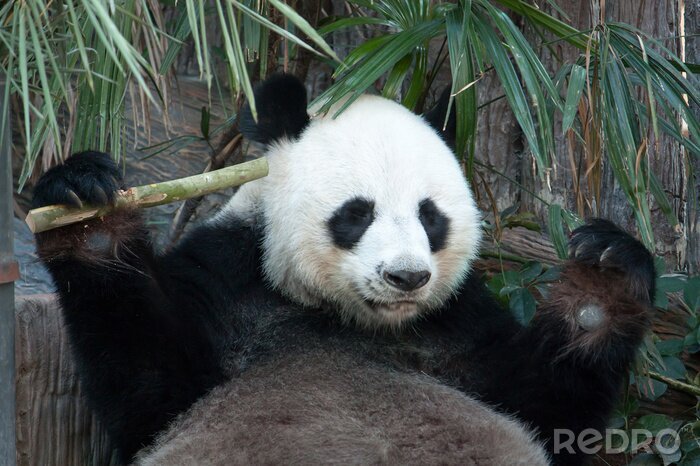 Bild Pandabär und Bambusblätter