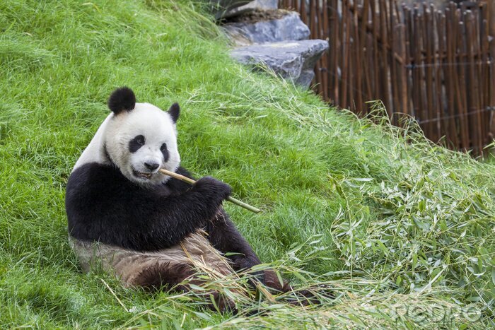Bild Pandabären- und Bambuszweige