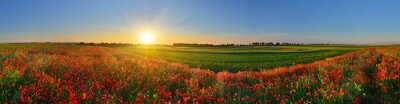 Panorama mit Feld und rote Blumen