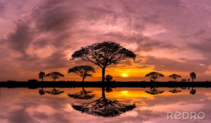 Bild Panorama silhouette tree and Mountain with sunset.Tree silhouetted against a setting sun reflection on water.Typical african sunset with acacia trees in Masai Mara, Kenya.