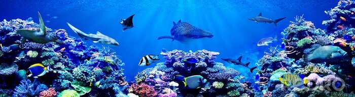 Bild Panorama von Korallenriff und Tieren