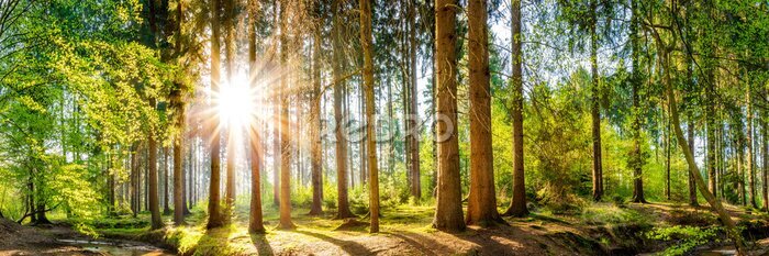 Bild Panoramablick auf einen sonnigen Wald