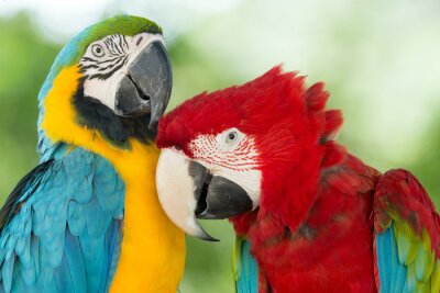 Papageien, die sich umarmen