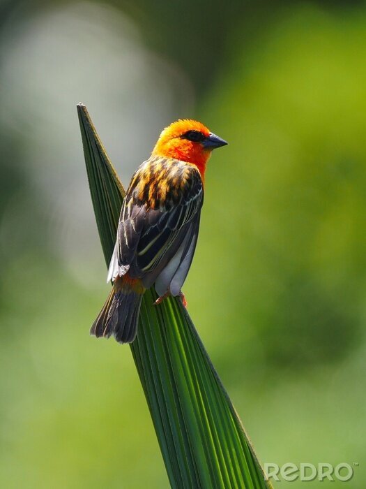 Bild Paradiesvogel auf einem Ast