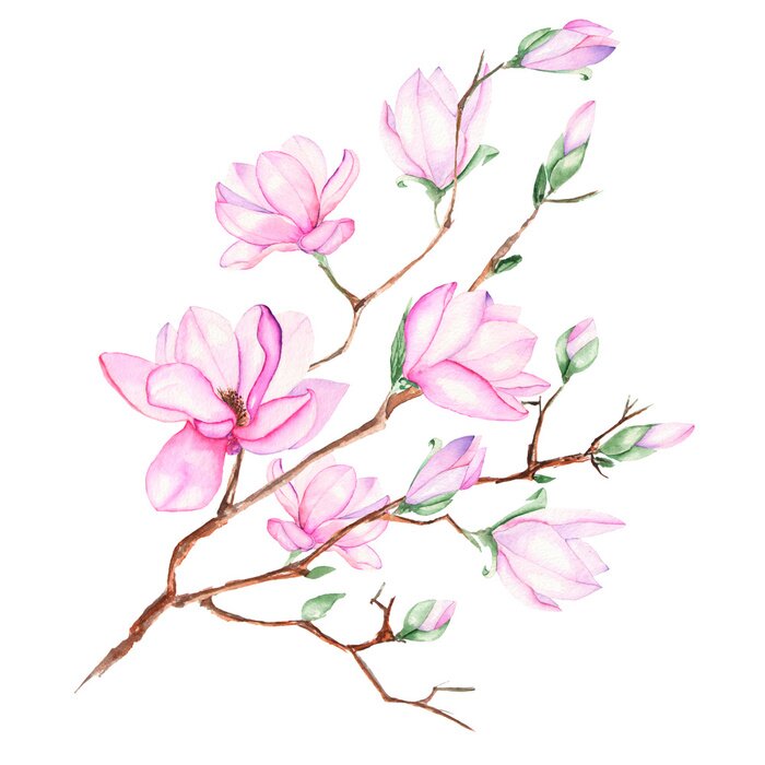 Bild Pastell-Magnolie