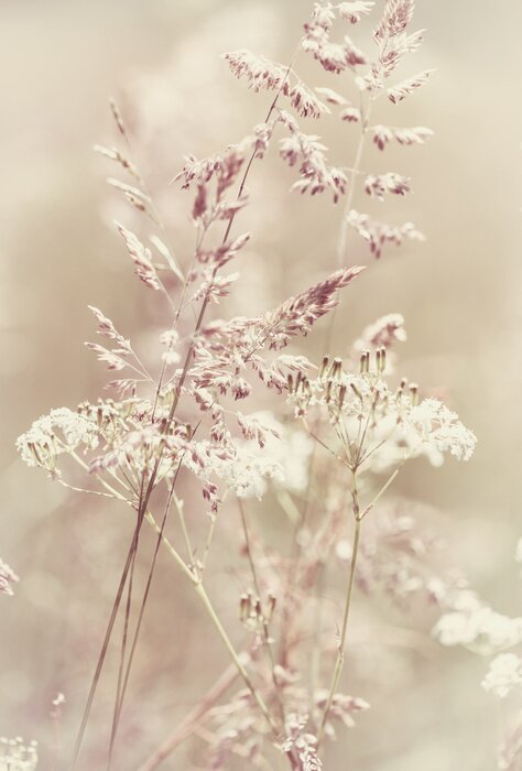 Bild Pastellgras als Natur