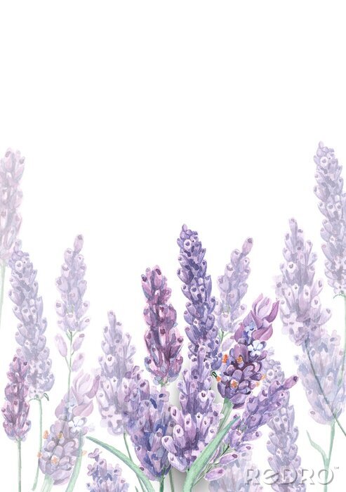 Bild Pastelllavendel leicht verwischt