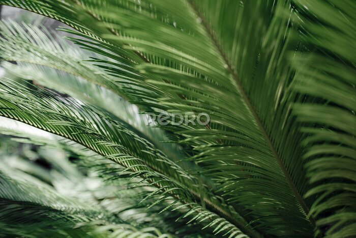 Bild Perspektive auf Blätter einer tropischen Palme
